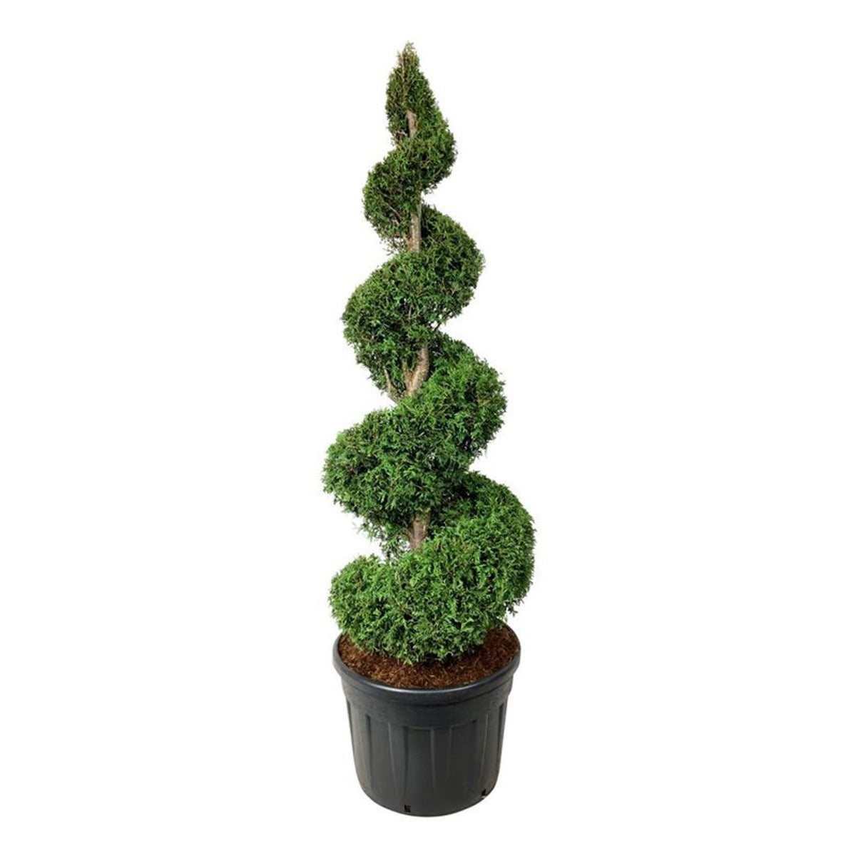 Thuja occ. &