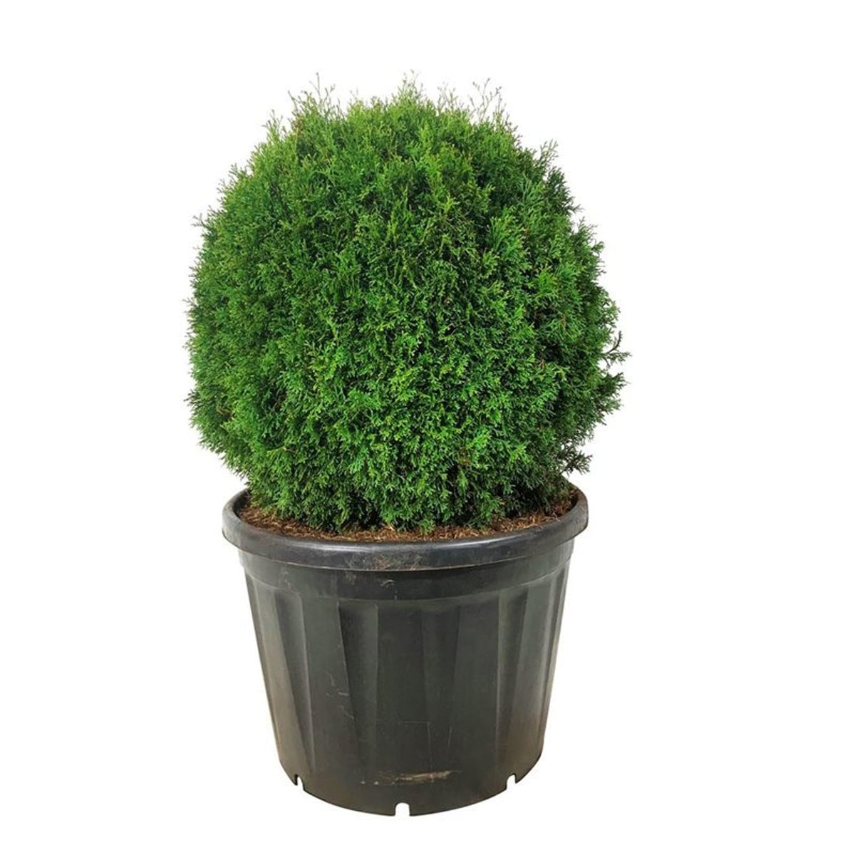 Thuja occ. &