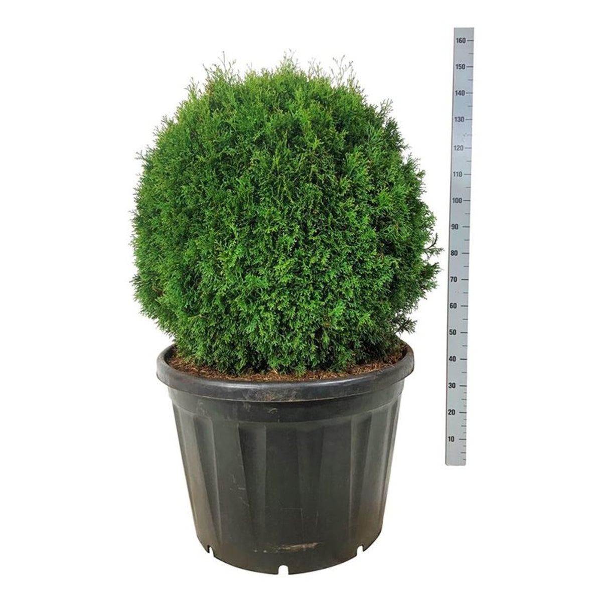 Thuja occ. &