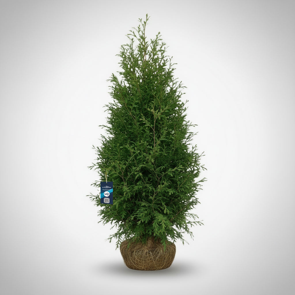 Thuja Brabant 140-160 cm Rotklump - Köp Premiumhäck LQ
