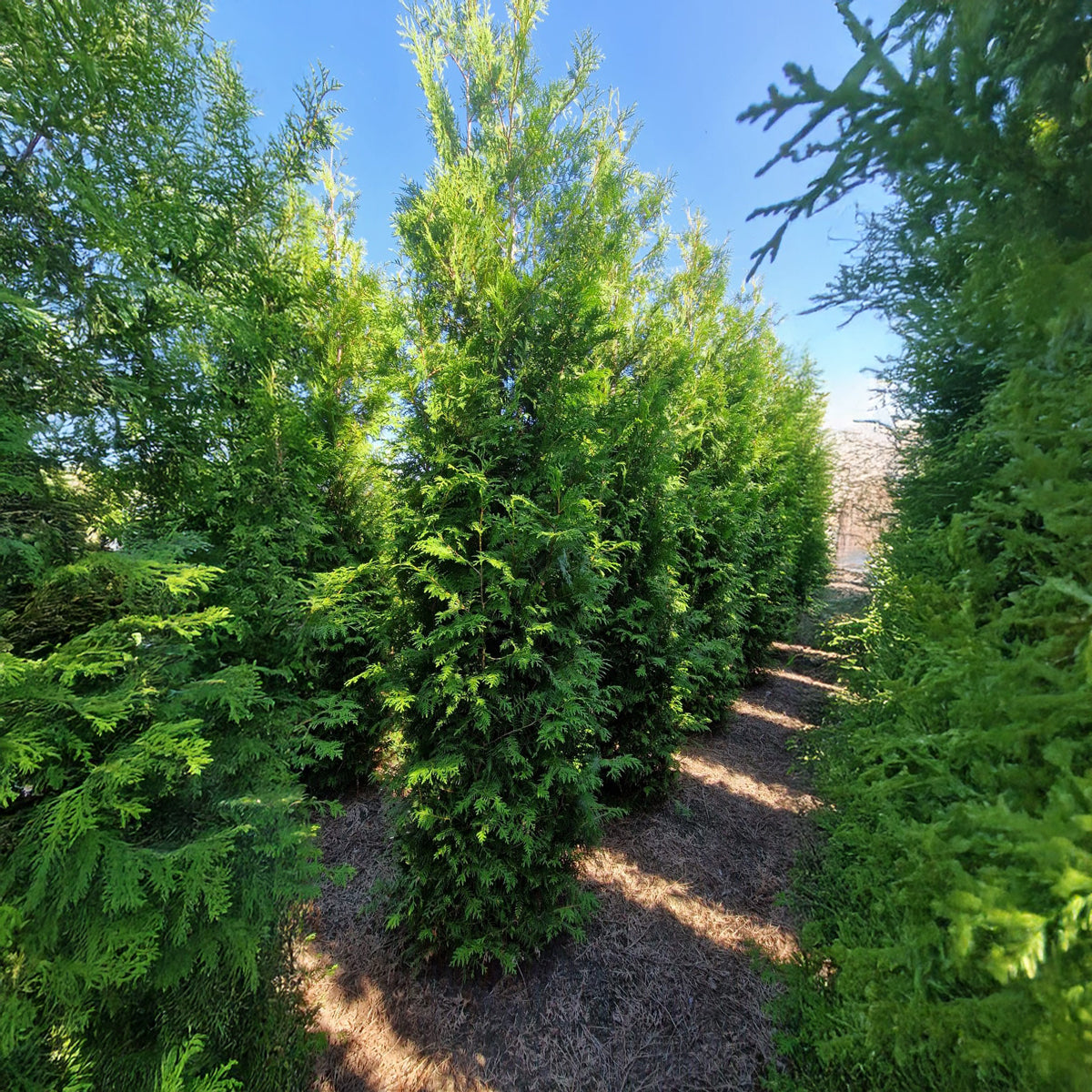 Thuja Brabant 250-275 - Rotklump - LQ