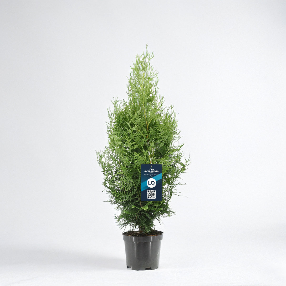 Thuja Brabant 60-80 - Krukodlad - LQ