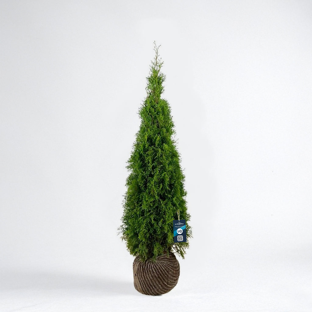 Thuja Smaragd 100-120 - Rotklump - LQ