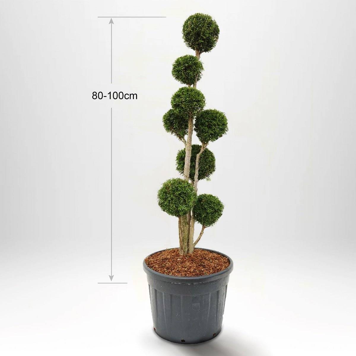 Köp Thuja Smaragd bonsai 60-175 cm, Krukodlad 20-90L, Kvalite: Landscape Quality 80-100 cm - Co 20 Kvalité: LQ Solitär