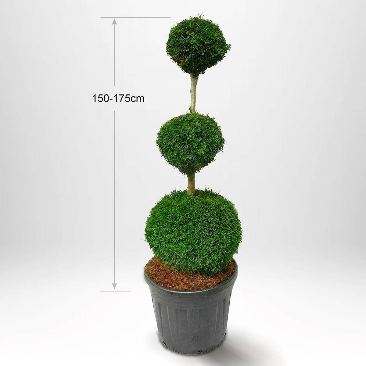 Köp Thuja Smaragd på stam 125-175 cm, Krukodlad 90-120L, Kvalite: Landscape Quality 150-175 cm - Co 120 Kvalité: LQ Solitär