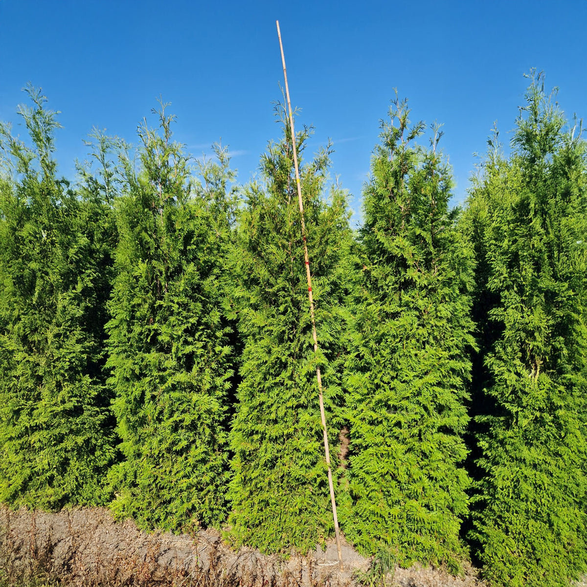 Thuja Brabant 275-300 - Rotklump - LQ