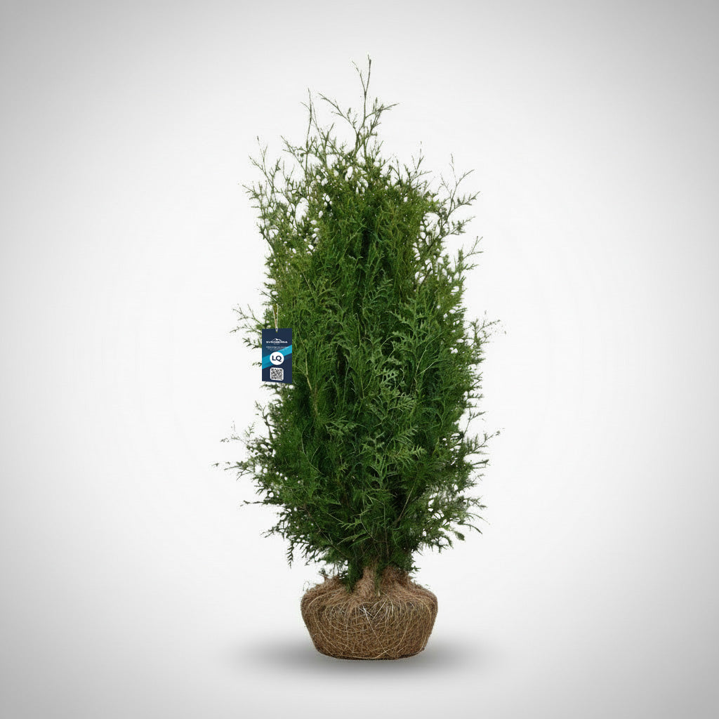 Thuja Brabant 120-140 - Rotklump - LQ