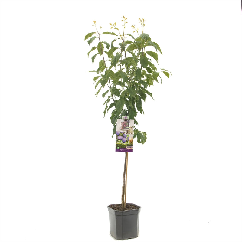 Prunus domestica &