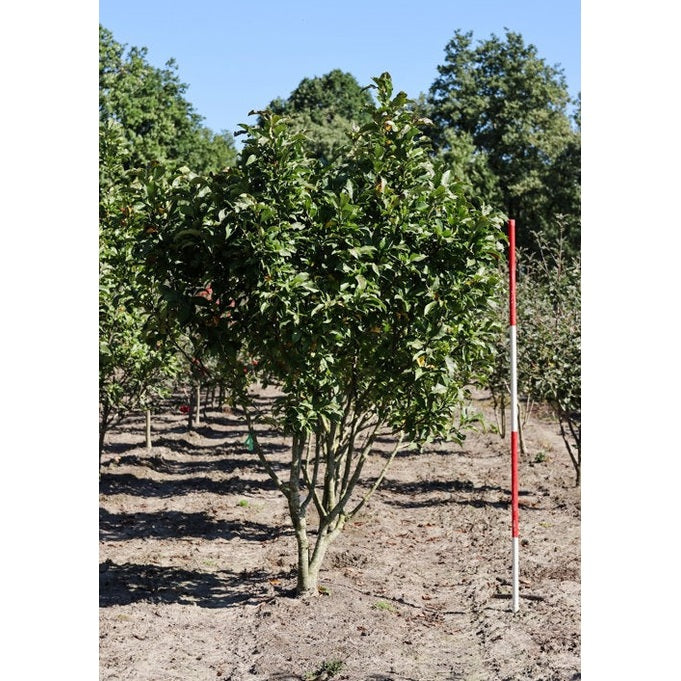 Rosenmagnolia - Magnolia 'Susan' 200-250 MS