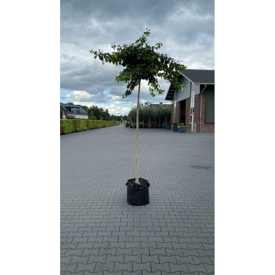 Ginkgoträd - Ginkgo biloba 'Horizontalis' - Stammens omkrets 16-18 cm, höjd 3,5-4 meter, 225ST CONT