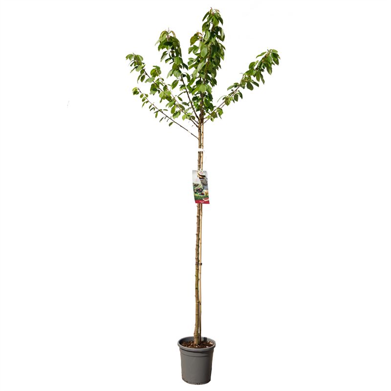 Körsbär - Prunus avium &