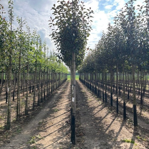 Prydnadsapel - Malus 'Mokum' 12-14 HS,