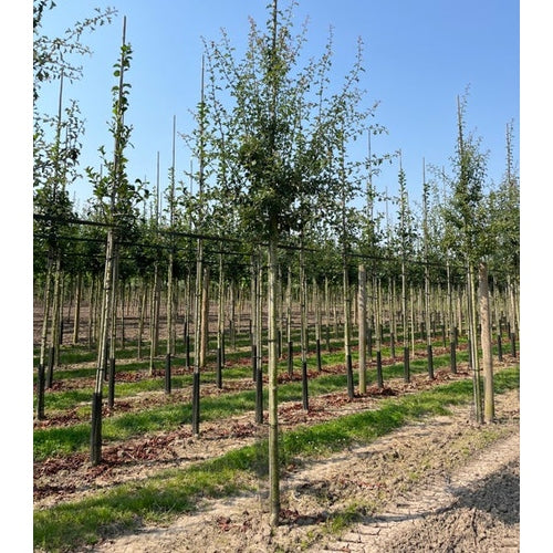 Trubbhagtorn - Crataegus monogyna - Stammens omkrets 16-18 cm, höjd 3,5-4 meter, HS,