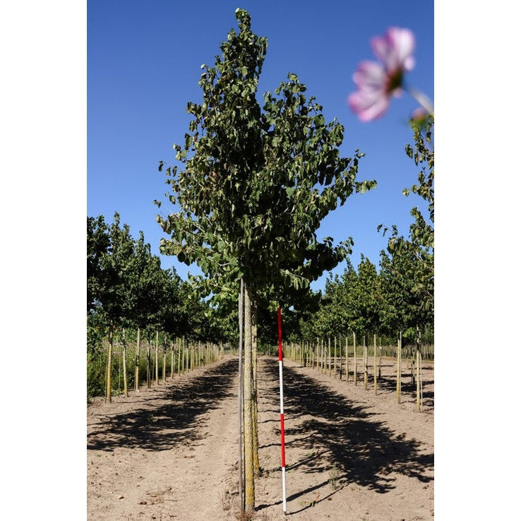 Turkisk hassel - Corylus colurna - Stammens omkrets 20-25 cm, höjd 4-4,5 meter, HS,