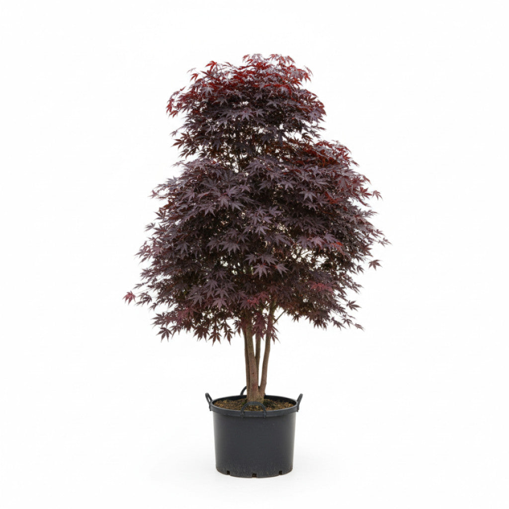Japansk lönn – Acer pal. &