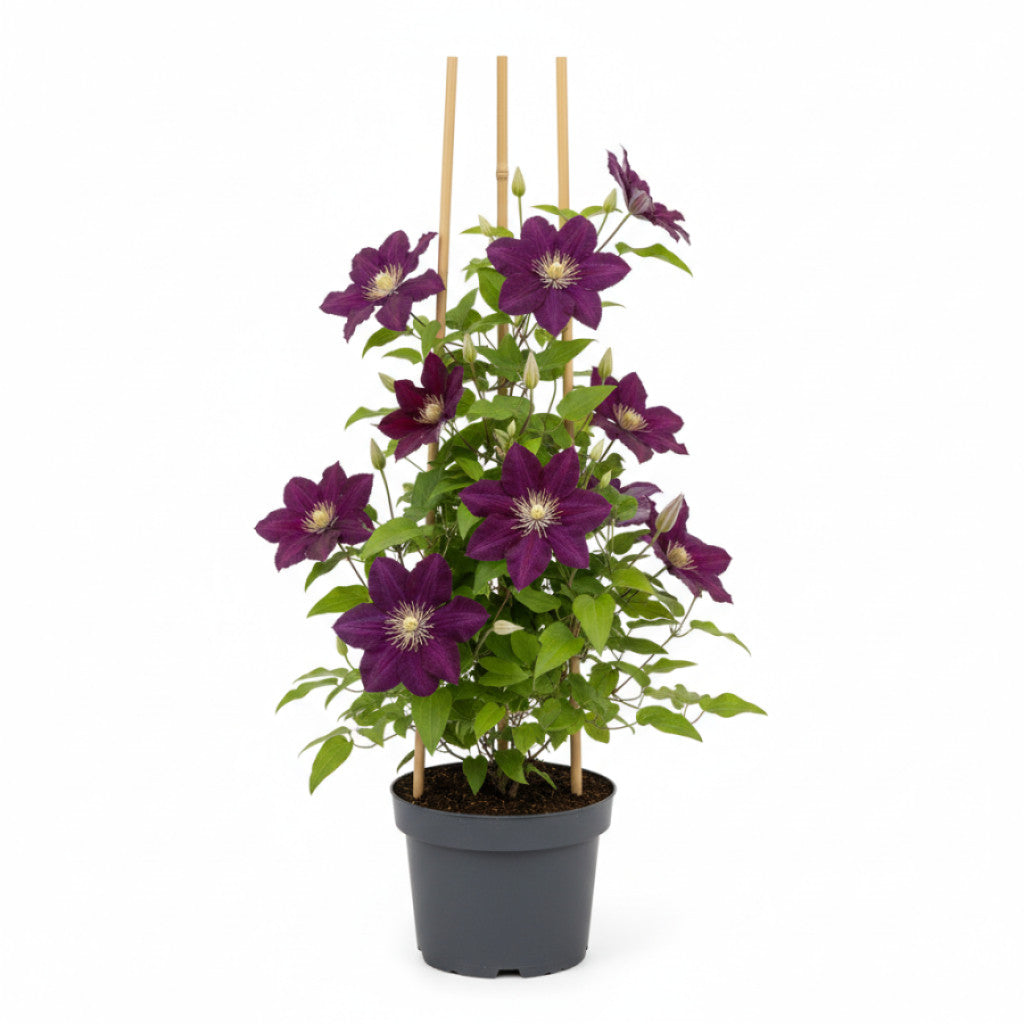 Klematis – Clematis &