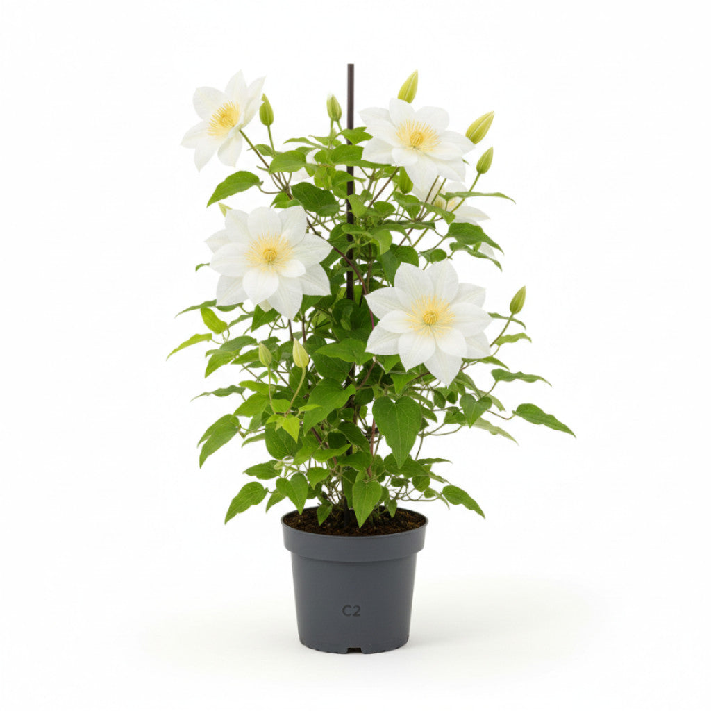 Klematis – Clematis &