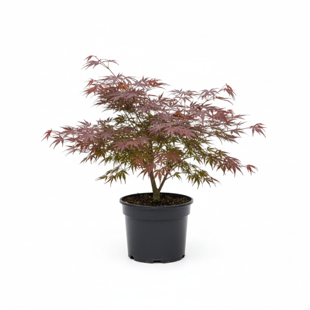 Japansk lönn – Acer pal. &