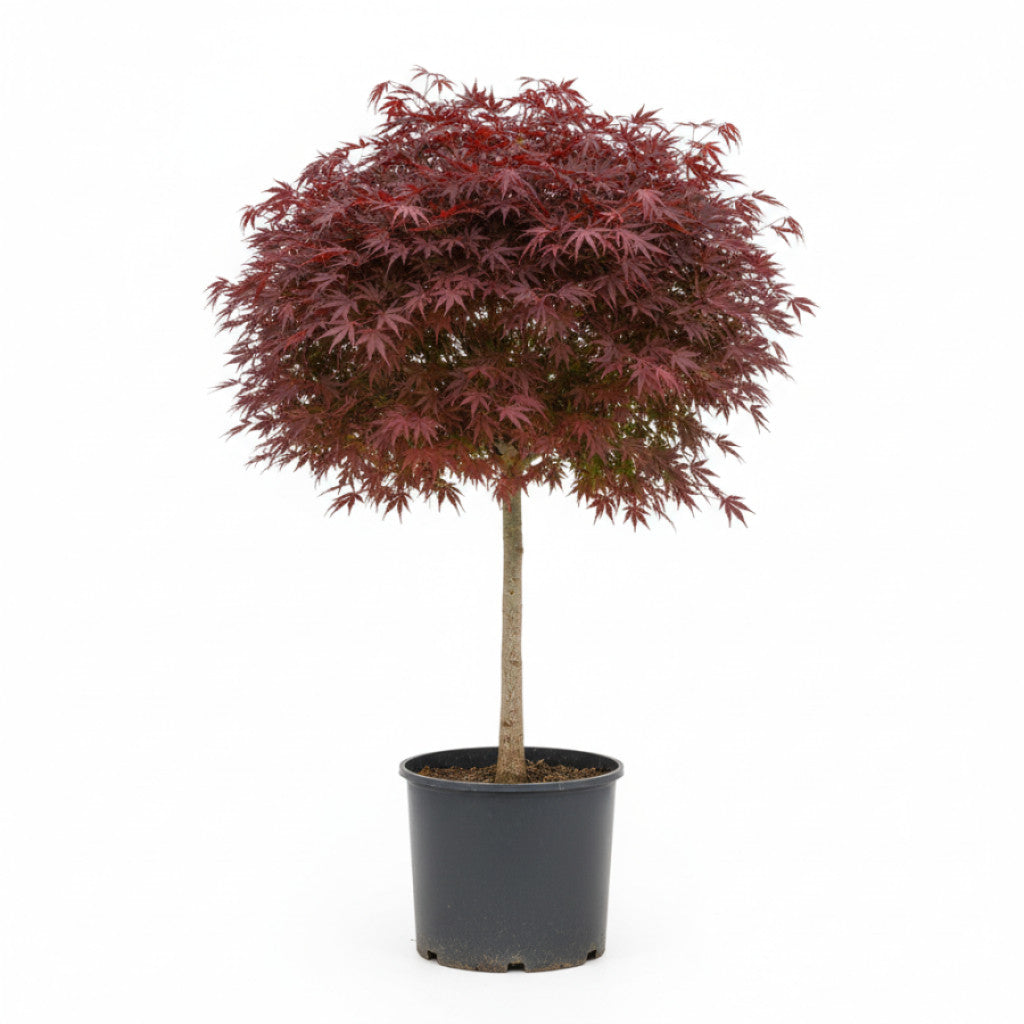 Japansk lönn – Acer pal. &