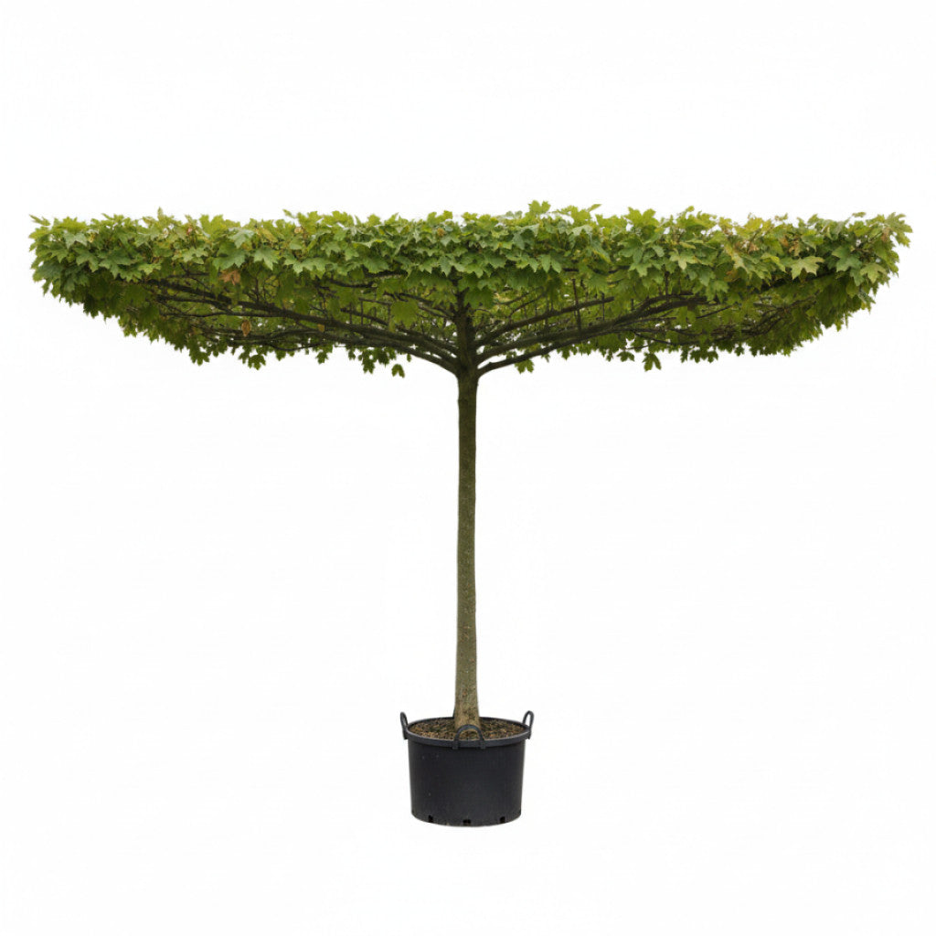 Sykomorlönn – Platanus acerifolia (= Platanus hispanica); - C30 14/16 180 CM Stem Roof shape