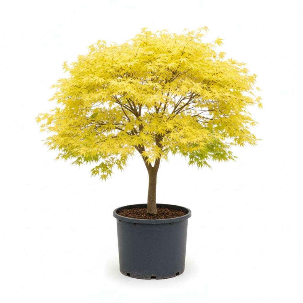 Japansk lönn – Acer pal. &