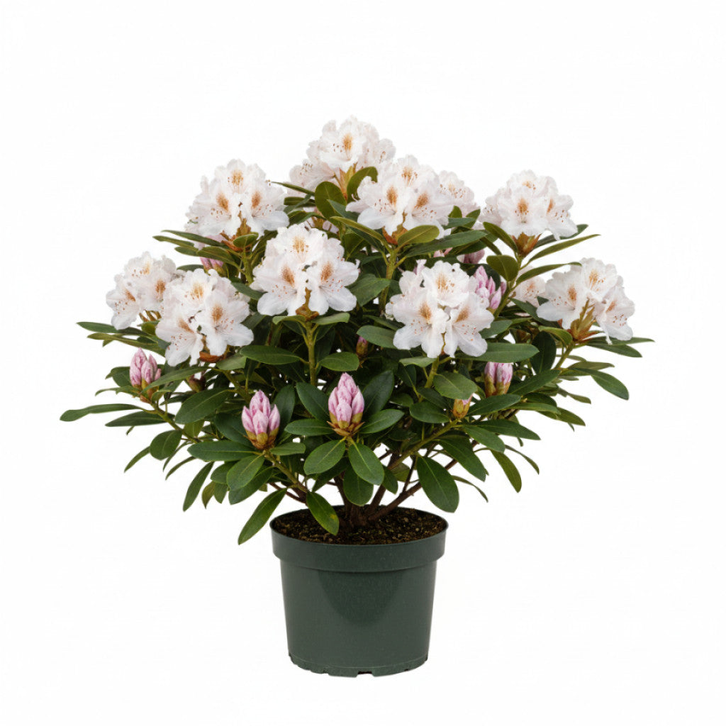 Rhododendron – Rhododendron &