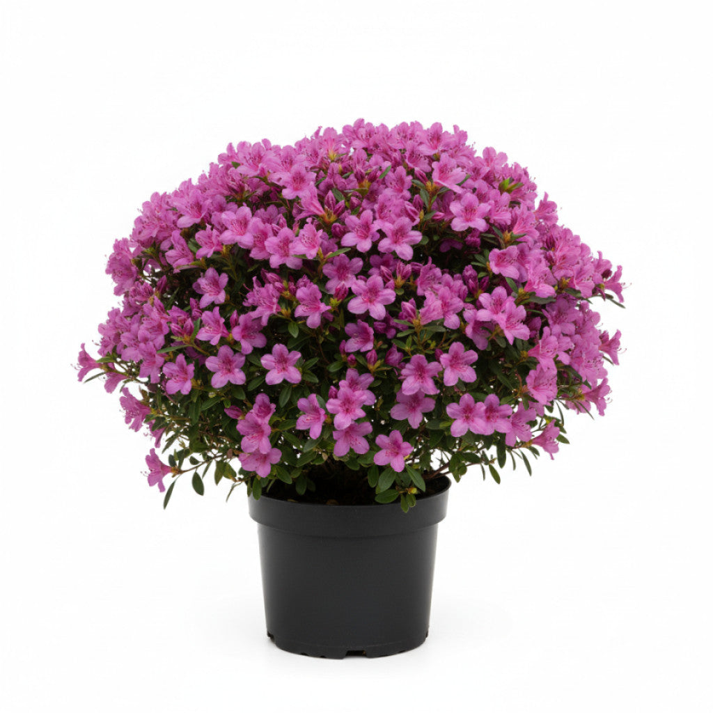 Rhododendron – Rhododendron (AJ); &