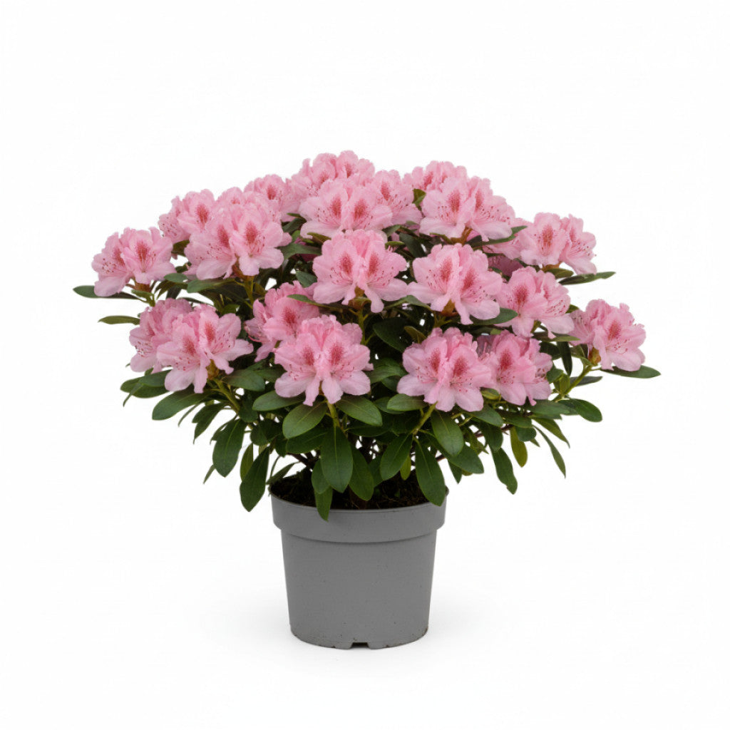 Rhododendron – Rhododendron (AJ); Bloomchamp. Pink - C3 25-30 CM