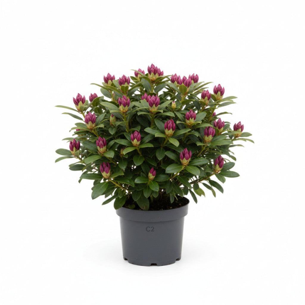 Rhododendron – Rhododendron (AJ); &