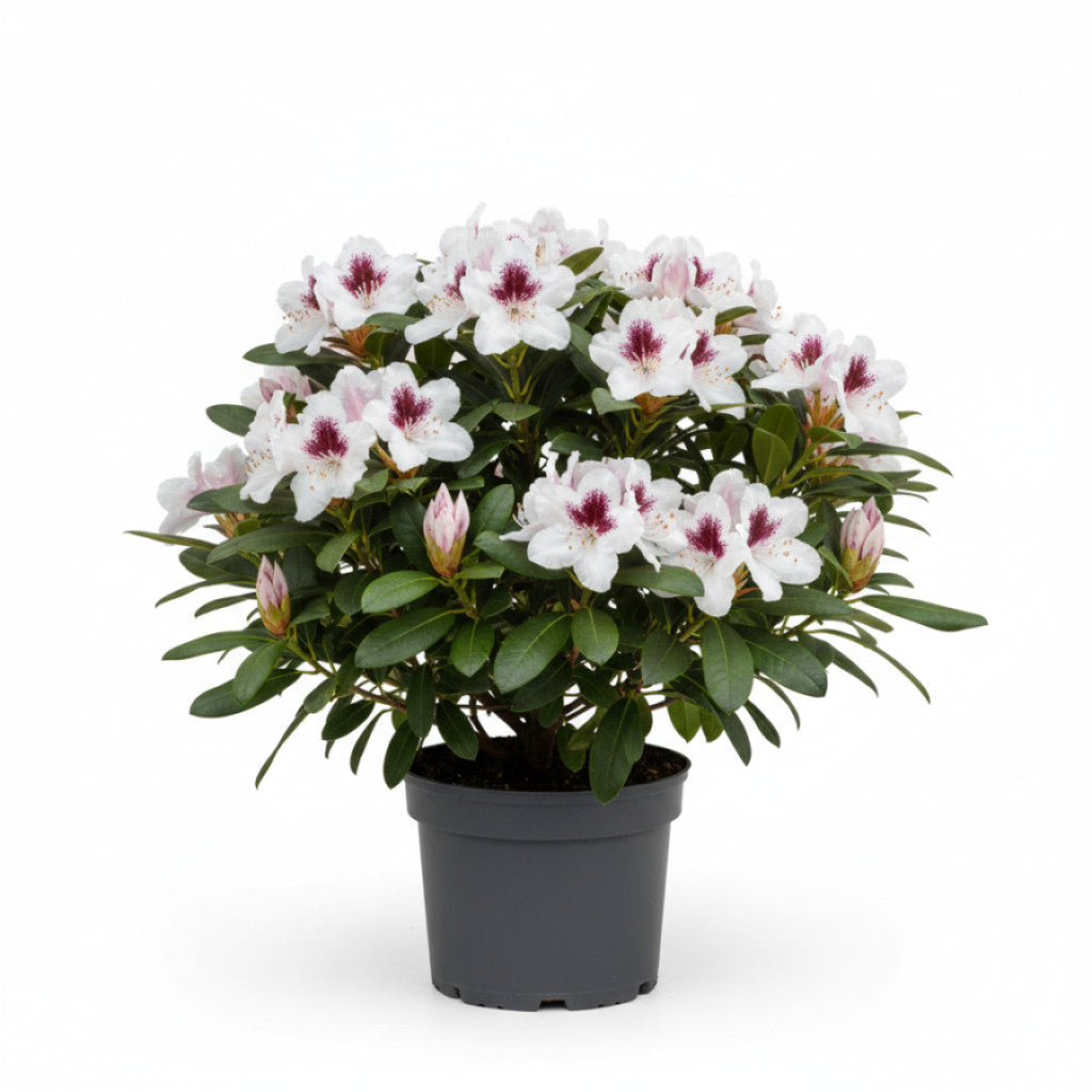 Rhododendron – Rhododendron &