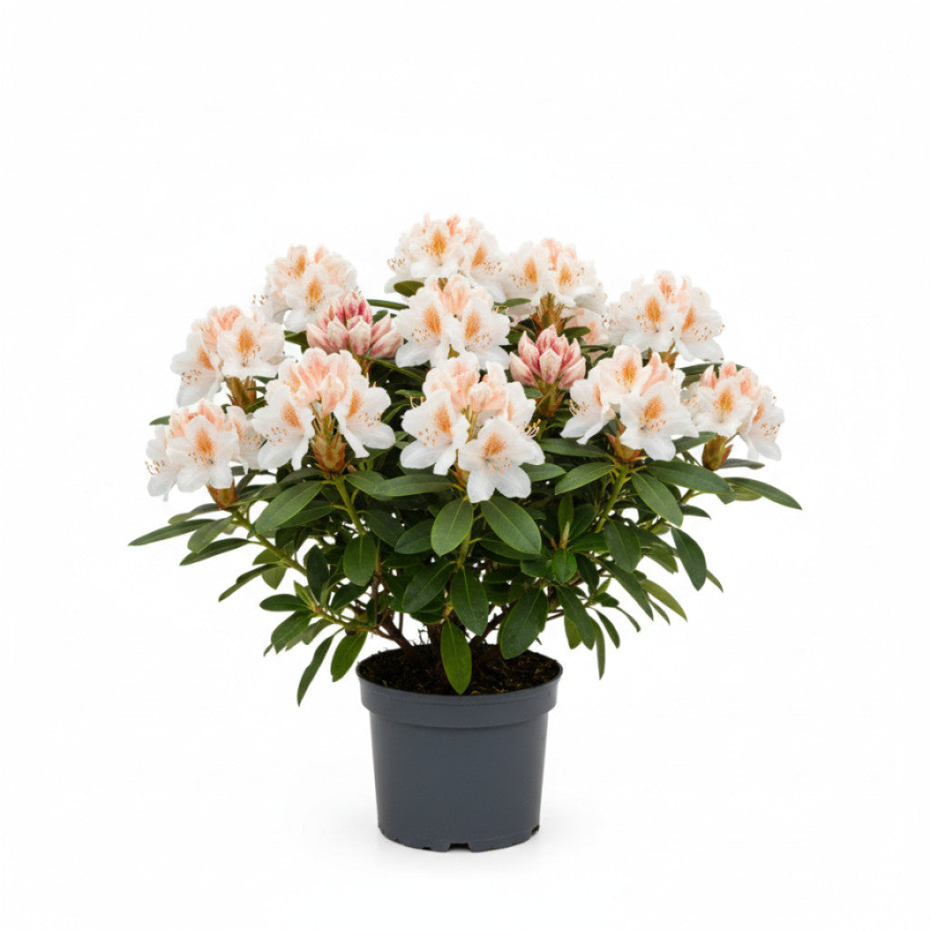 Rhododendron – Rhododendron (Y); &