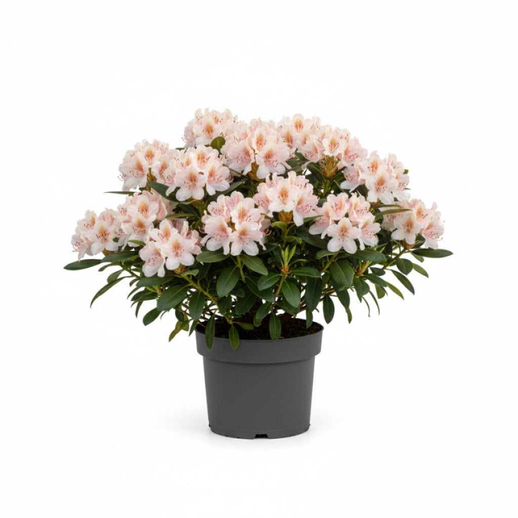 Rhododendron – Rhododendron (AV); &