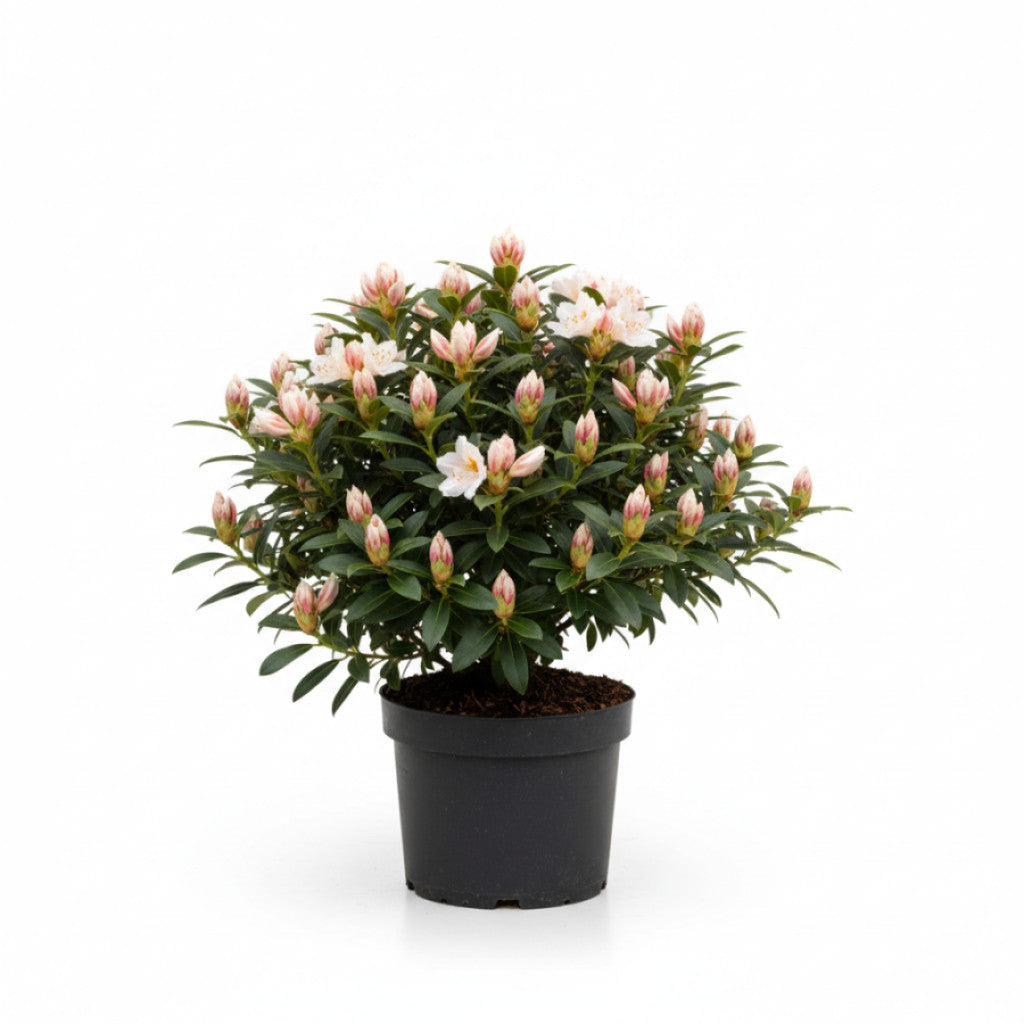 Rhododendron – Rhododendron &