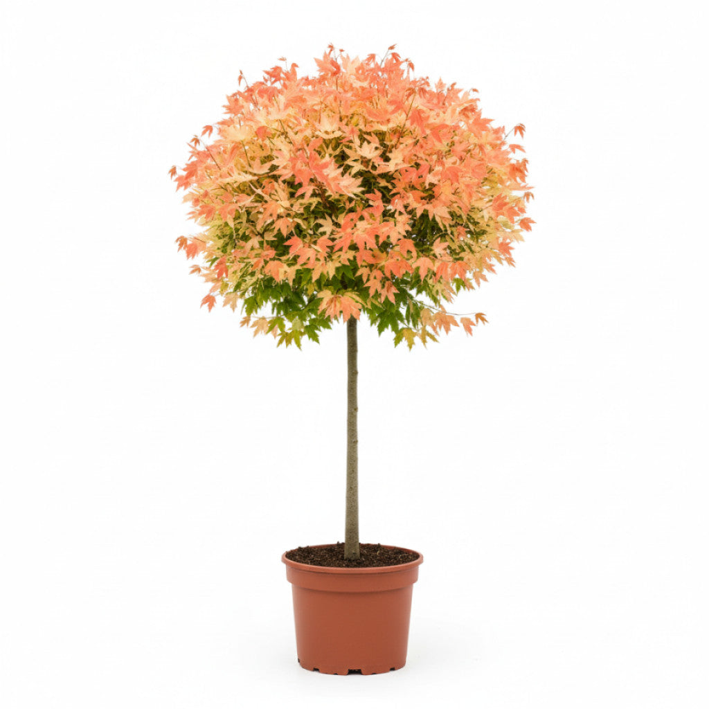 Lönn – Acer pseud. &