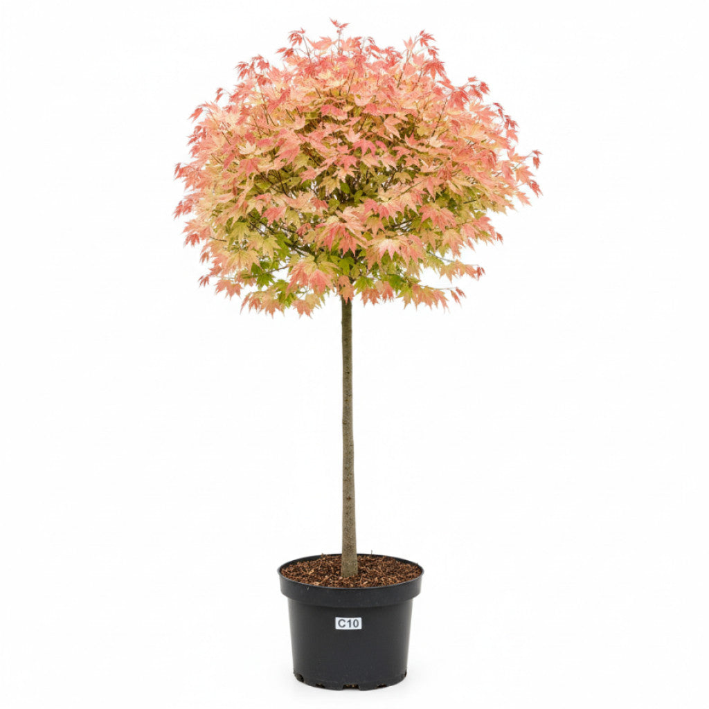 Lönn – Acer pseud. &