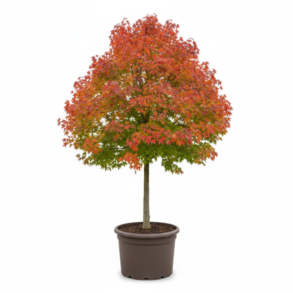 Rödlönn – Acer rubrum &