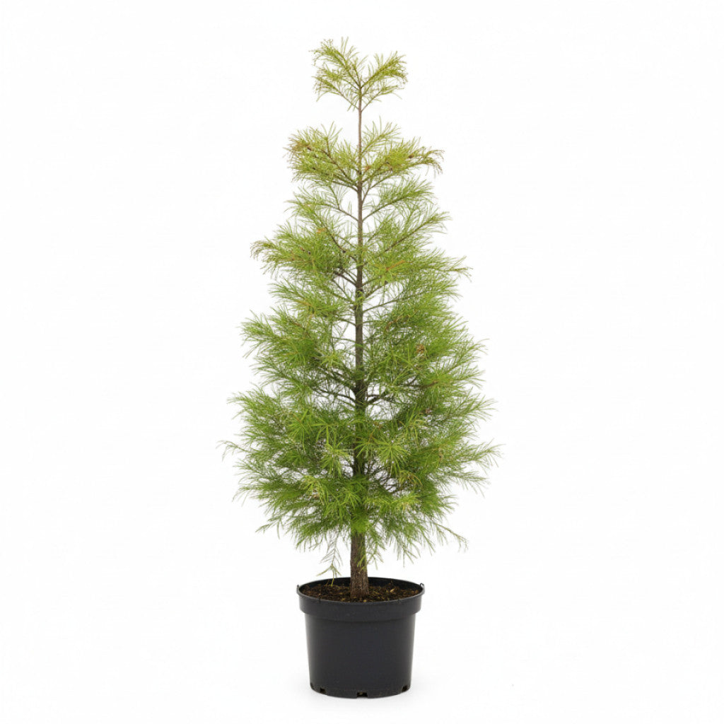 Sumpcypress – Taxodium distichum - C2 100-125 CM