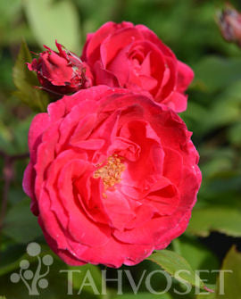 Kanadensisk ros Rosa &
