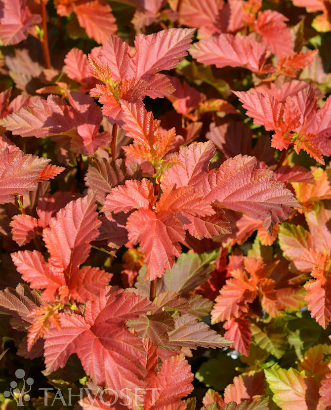 Smällspirea AMBER JUBILEE &