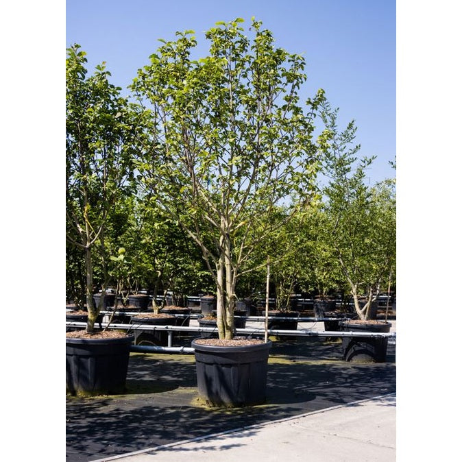 Japansk magnolia - Magnolia kobus 300-350 MS