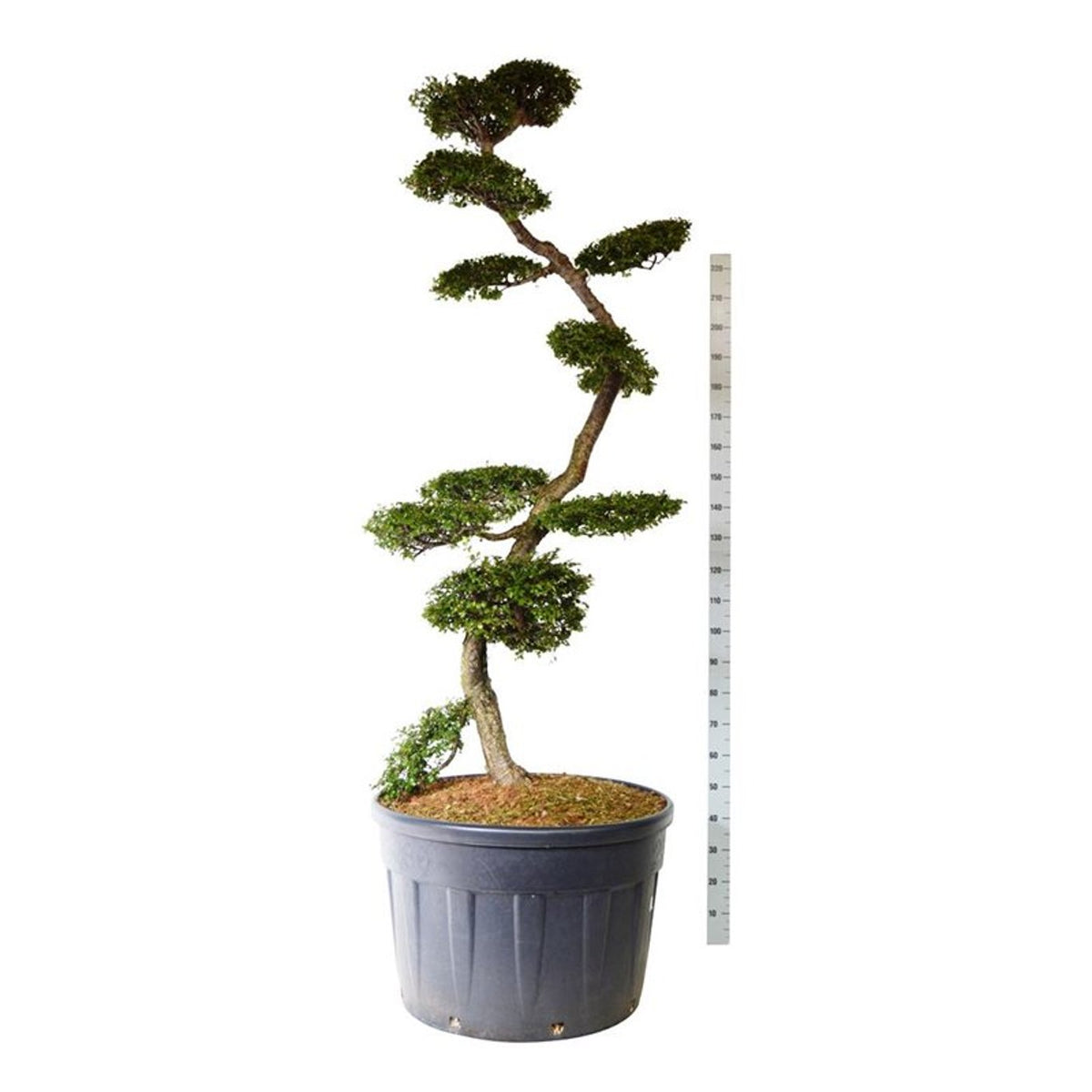 Nothofagus antarctica Bonsai 200-225 cm C230 (230 liters kruka)