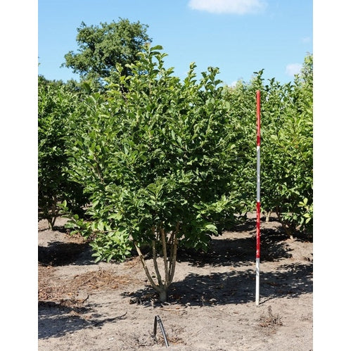 Hybridmagnolia - Magnolia loebneri 'Merrill' 200-250 MS