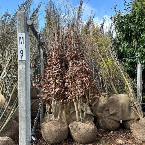 Papegojbuske - Parrotia persica 300-350 MS COCO