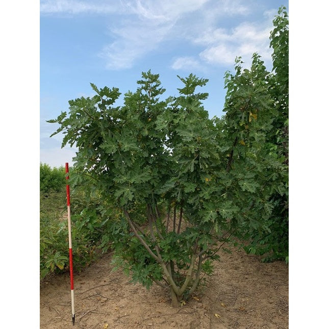 Fikon - Ficus carica 200-250 MS DRKL