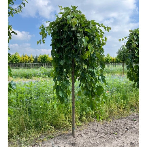 Vitt mullbär - Morus alba 'Pendula' - Stammens omkrets 16-18 cm, höjd 3,5-4 meter, HS,