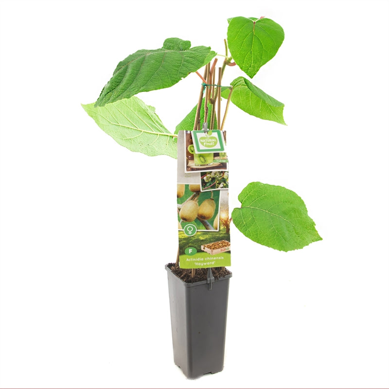 Actinidia deliciosa &