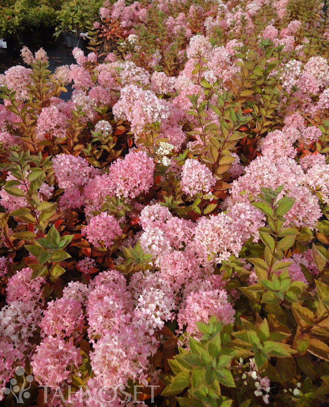 Vipphortensia &