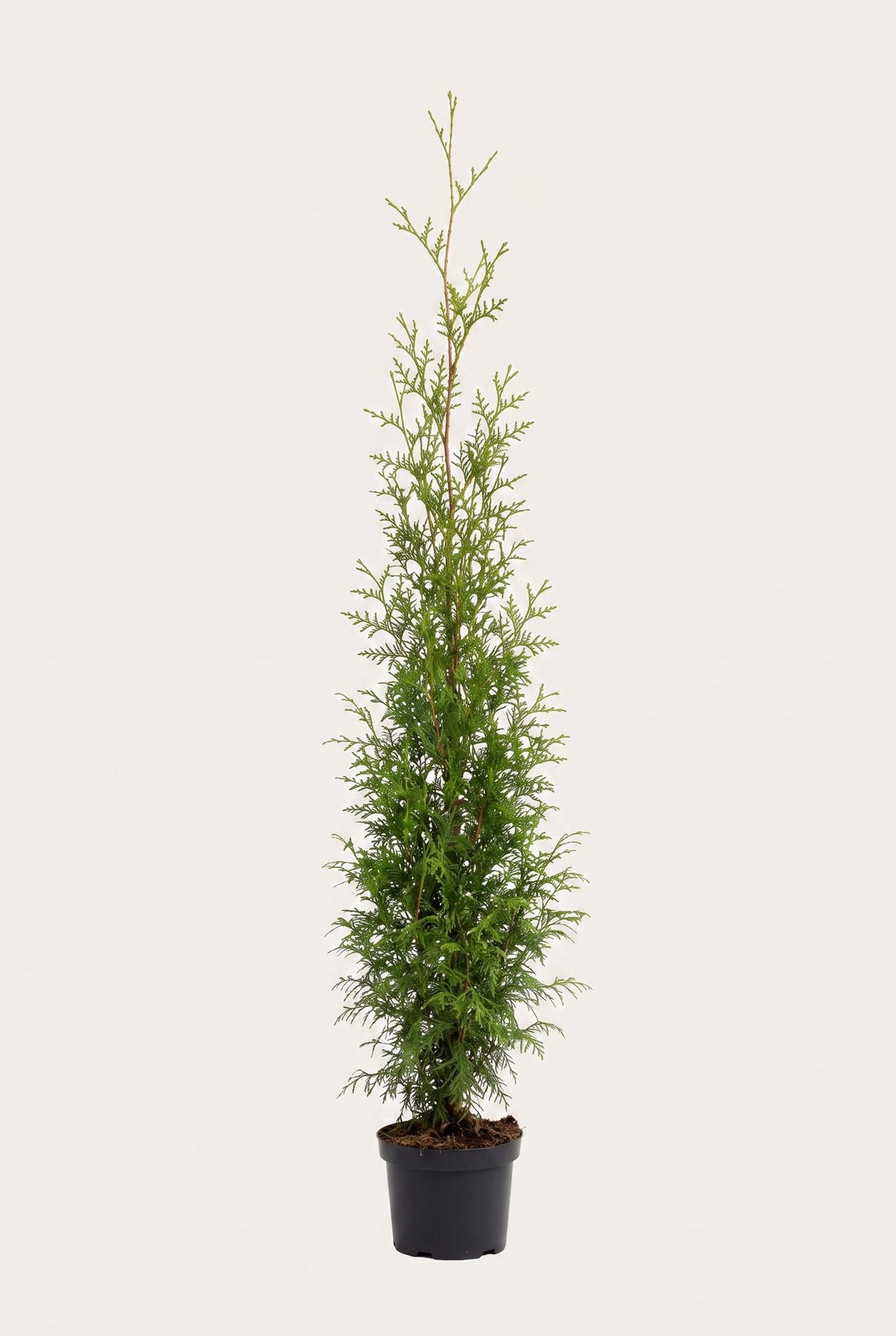 Thuja Brabant krukodlad 200-240 cm i outlet-kvalitet