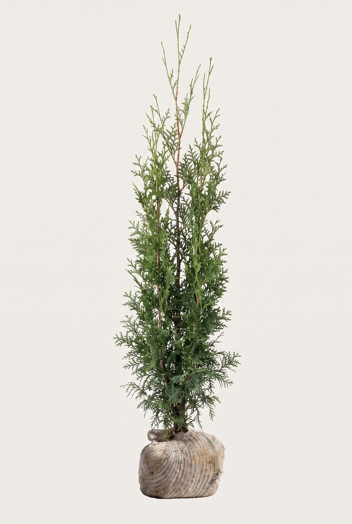 Thuja Brabant rotklump 120-160 cm i outlet-kvalitet