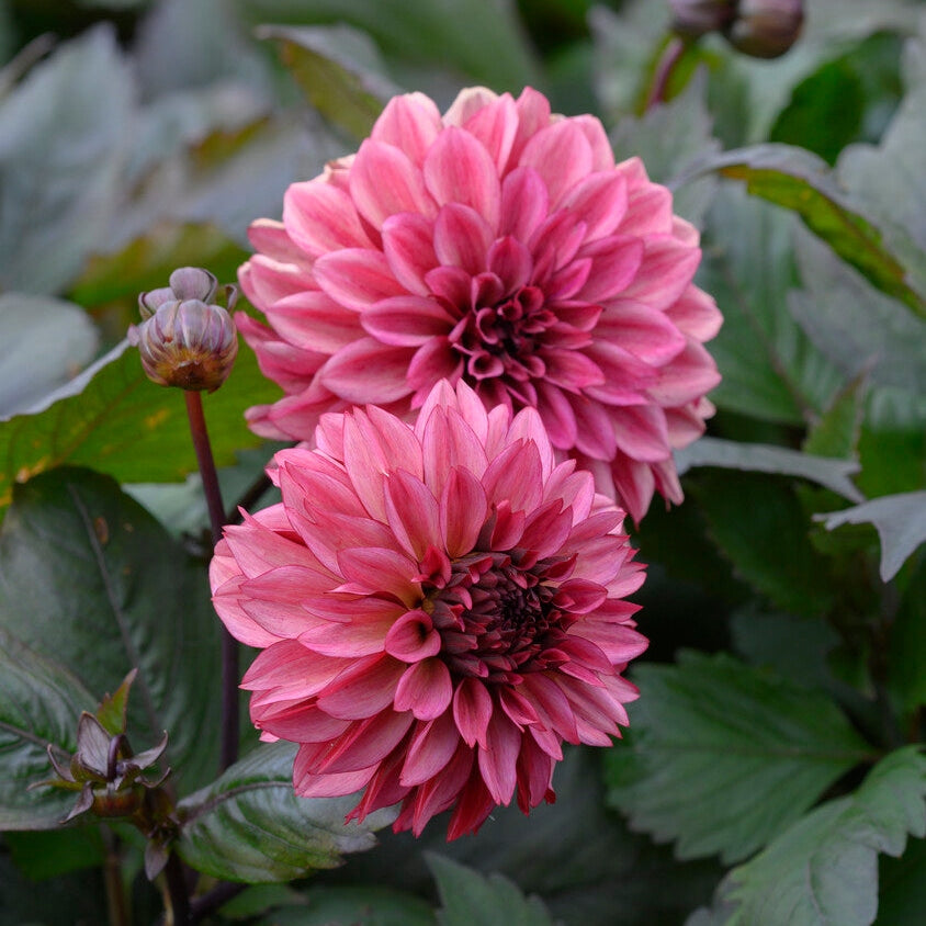 Dahlia Dekorativ Night Silence 1-pack NYHET